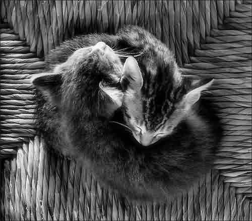Cats - by Ferran Jordà