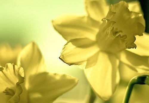 Consider the daffodil... by [ r ♥ c e y t ♥ y ] {I brake for bokeh}