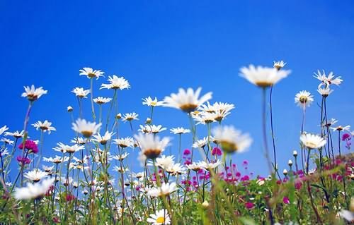 Tiptoe through the daisies... by law_keven