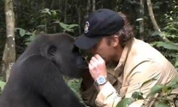 Gorilla Encounter