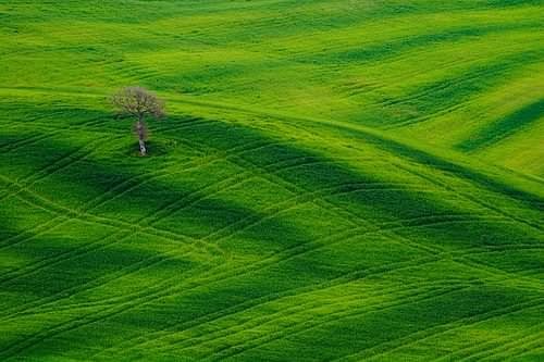 green field tree1 The Grass is Greener