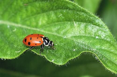 ladybug Gods Creatures