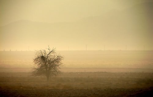 lone tree Nothing and No one