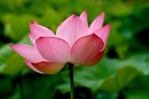 Zen and the Lotus Blossom
