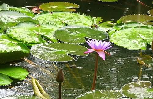 Sri Lanka - lotus and lily pads in the rain - by mckaysavage