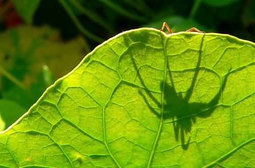 Eeeeek! spider by Harry Harris