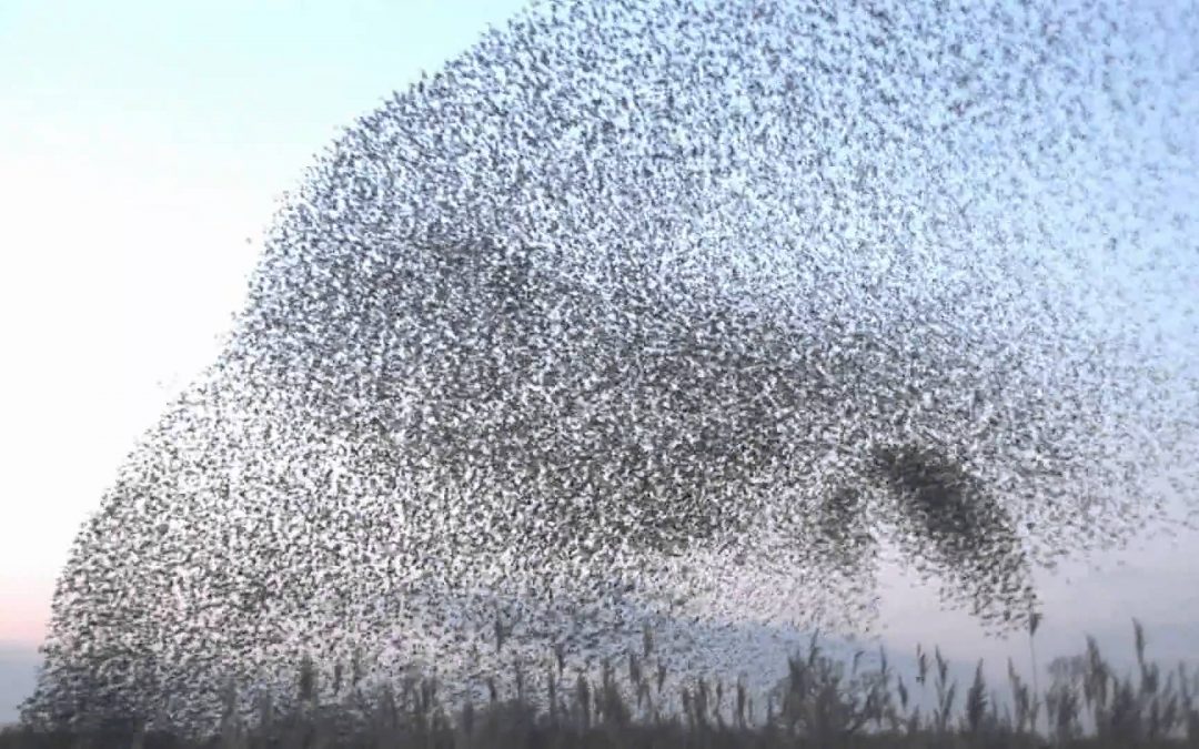 Starlings – thousands flying as one