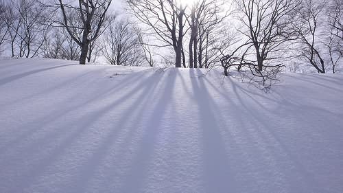 sun trees snow shadows by CoCreatr