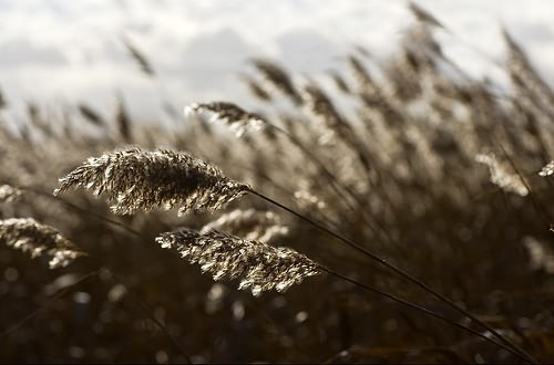 Viento // Wind by Davic